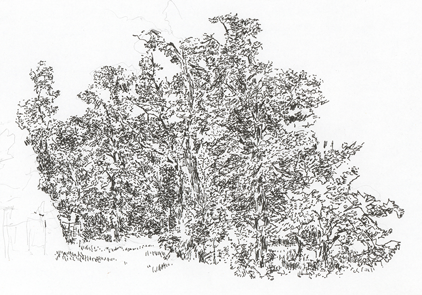 Zeichnung Wald Tegna